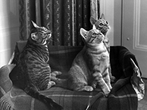 Images Dated 31st March 2016: Three Cats on a Rug