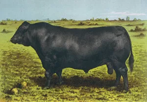 1899 Collection: Cattle / Aberdeen Angus
