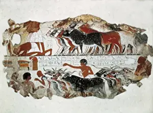 Cattle brought for inspection. ca. 1350 BC. 18th