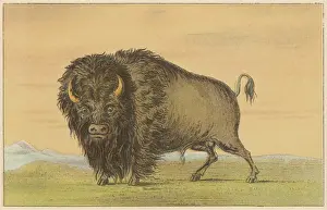 Cattle / Buffalo Catlin