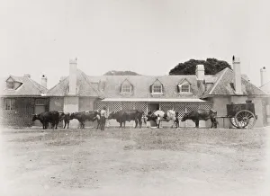 Meadow Prints: Cattle and cart Coolangatta. Australia
