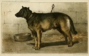 Cattle Dog at 1863 Paris dog show
