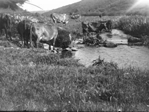 Cattle drinking at Solva, Pembrokeshire, South Wales