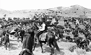 Cowboys Prints: Cattle drive Paloduro Ranch Texas USA early 1900s