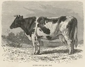Cattle / Dutch Cow 19C