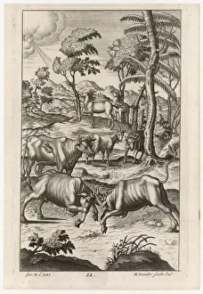 Cattle Farming / Bulls