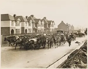 Dismay Prints: Cattle Going to Market