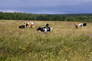 Grasslands Prints: Cattle grazes on a meadow on a high bank of Lalya