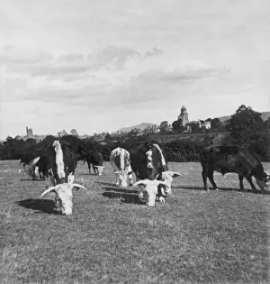 Cattle grazing in a field
