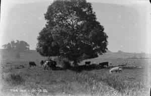 Cows Prints: Cattle Grazing Under a Tree