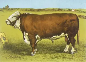 Cattle / Hereford Bull