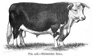 Images Dated 27th July 2012: Cattle / Hereford Bull