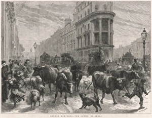 Live Stock Collection: Cattle in London, 1877