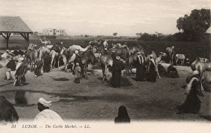 The Cattle Market, Luxor, Egypt The Cattle Market, Luxor, Egypt