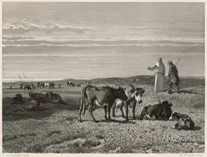 Graze Prints: Cattle of Middelburg