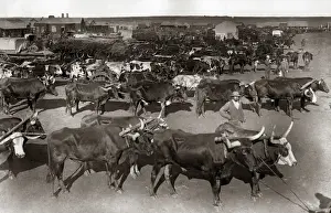 Cattle at the morning market, Johannesburg South Africa