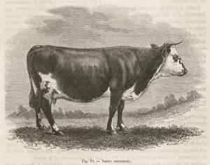 Cattle / Normandy Cow