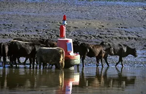 Muddy Gallery: Cattle beside a port hand buoy in the River Dee at low water