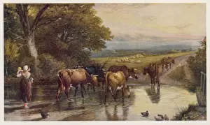 Cattle Returning Home