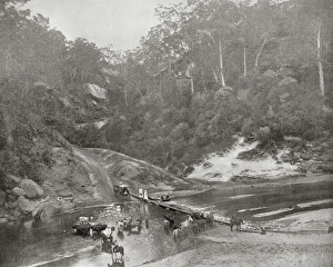 Across Collection: Cattle at Richmond River, New South Wales