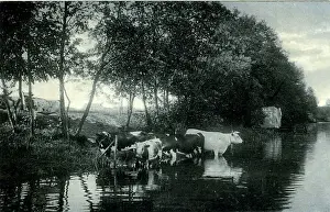 Cattle in a River