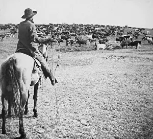 Cowboys Prints: Cattle round-up Sherman Ranch Geneseo Kansas USA early 1900s
