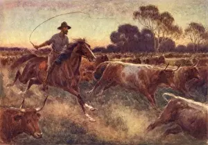 Cattle Rush, Australia