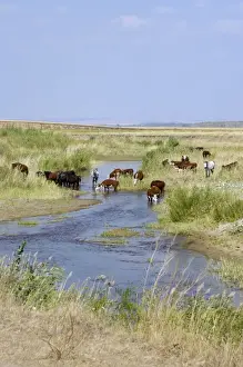Grasslands Prints: Cattle of Russian farmers grazes along a small