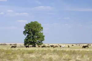 Grasslands Prints: Cattle of Russian farmers grazes in steppe near
