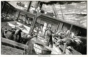 Transporting Gallery: Cattle steamship at sea 1891
