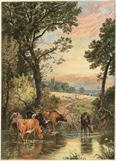 Streams Prints: Cattle in Stream
