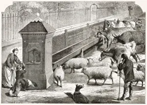 Providing Prints: Cattle Trough