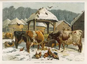 Farm Yard Prints: Cattle in Winter 1862