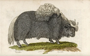 1811 Gallery: CATTLE / YAK 1911