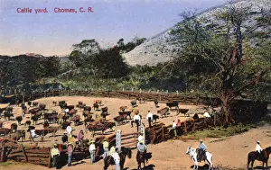 Steers Prints: Cattle Yard, Chomes, Costa Rica