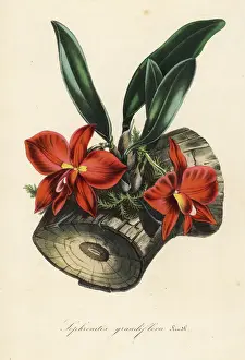 Cattleya Prints: Cattleya coccinea orchid