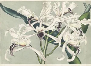 Magazine Of Botany Prints: Cattleya crispa orchid