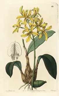 Cattleya crispata orchid