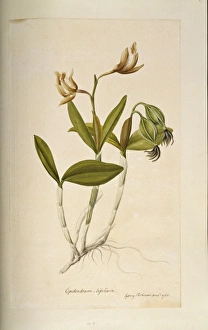 Epidendrum Gallery: Cattleya forbesii, cattleya orchid