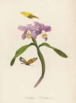 Cattleya Prints: Cattleya Loddigesii