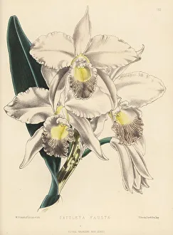 Cattleya Prints: Cattleya orchid hybrid, Cattleya x fausta