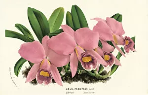 Outstanding Gallery: Cattleya praestans orchid