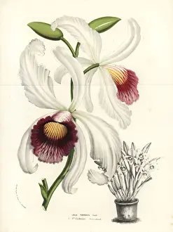 Cattleya Prints: Cattleya purpurata orchid