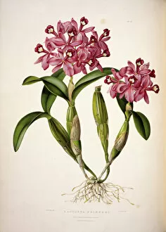 Monocot Collection: Cattleya skinneri, English orchid
