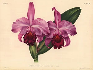 Orchids Collection: Cattleya trianae Lind var Memoria Lindeni hybrid orchid