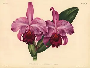 Brussels Prints: Cattleya trianae Lind var Memoria Lindeni hybrid orchid