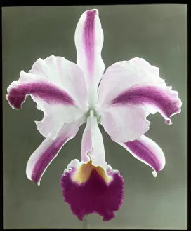 Orchids Collection: Cattleya Trianae Mrs Phillips