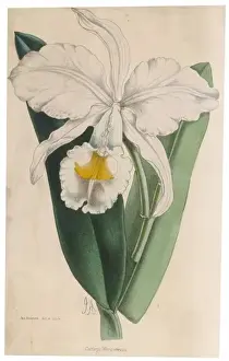Cattleya Prints: Cattleya Warscewiczu