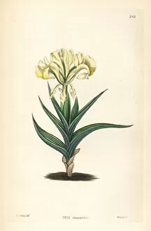 Weddell Collection: Caucasean iris or Caucasian flower de luce, Iris caucasica