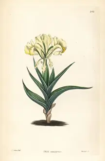Luce Prints: Caucasean iris or Caucasian flower de luce, Iris caucasica